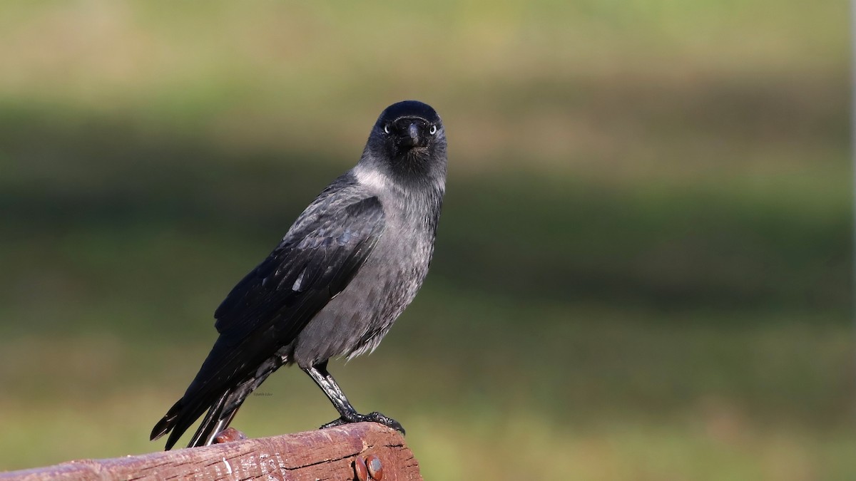 Eurasian Jackdaw - Fatih Izler