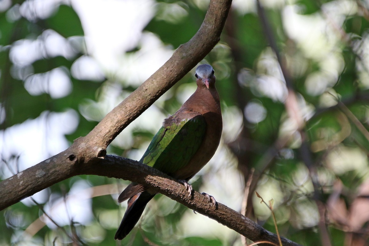 Asian Emerald Dove - Matthieu Chotard