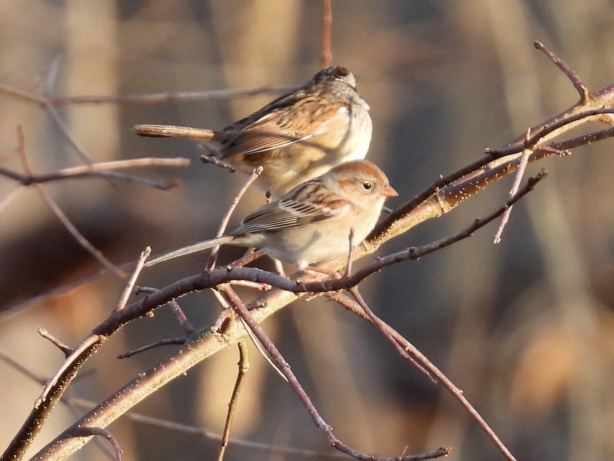 Field Sparrow - ML612879930