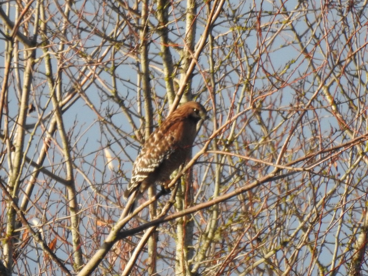 Red-shouldered Hawk - Sterling Smith