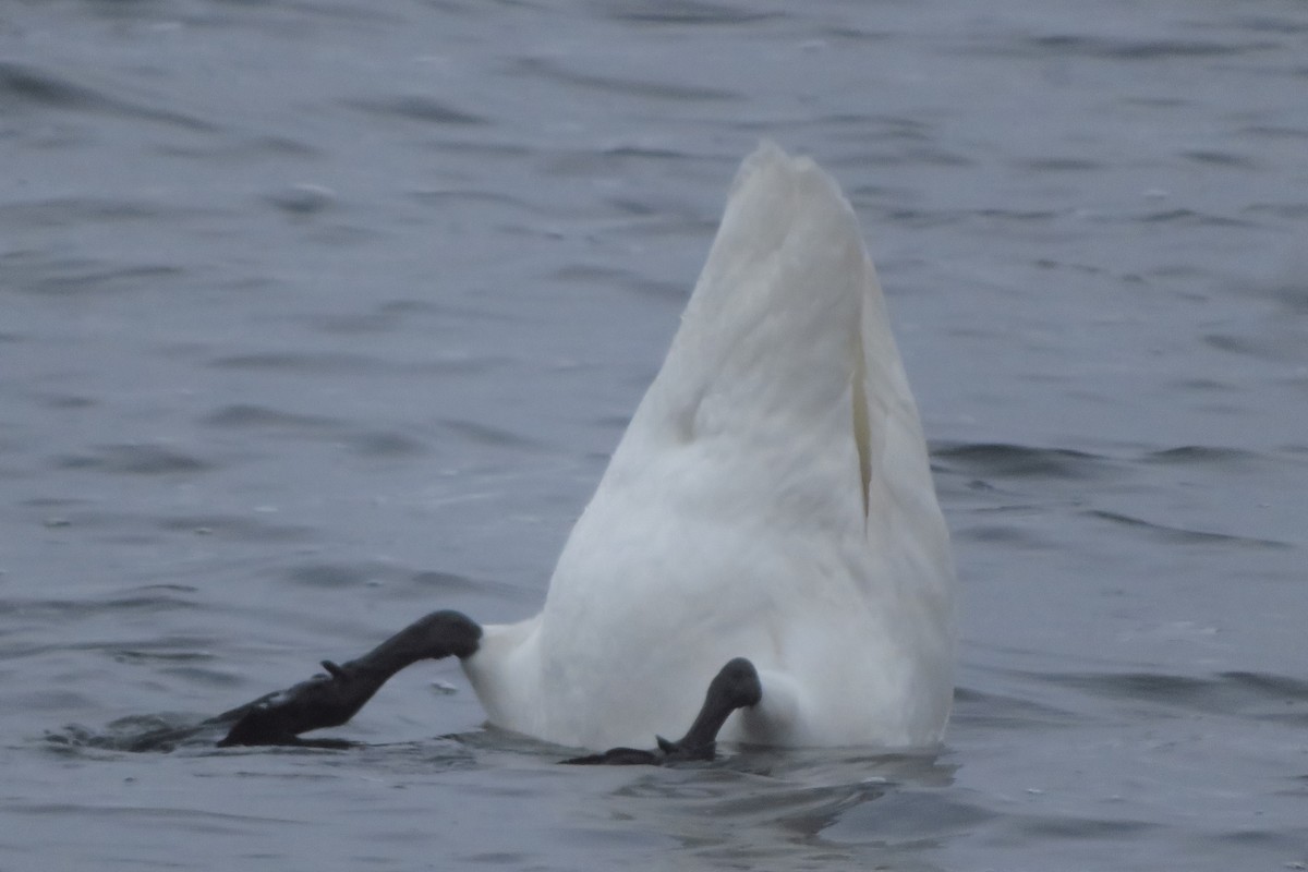 Trumpeter Swan - ML612880050