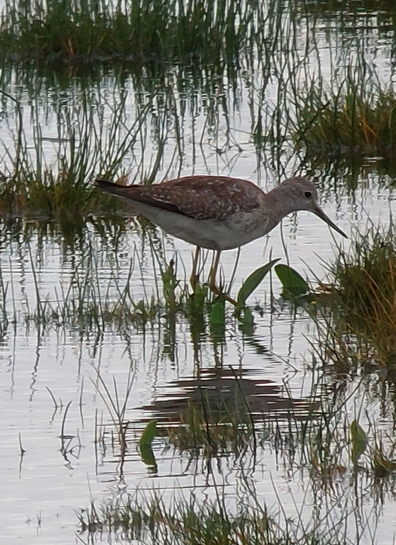 Lesser Yellowlegs - ML612880120