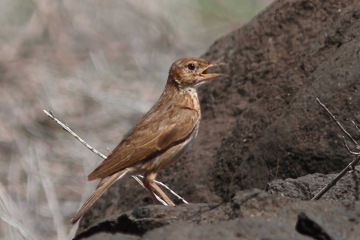 Williams's Lark - Dave Curtis