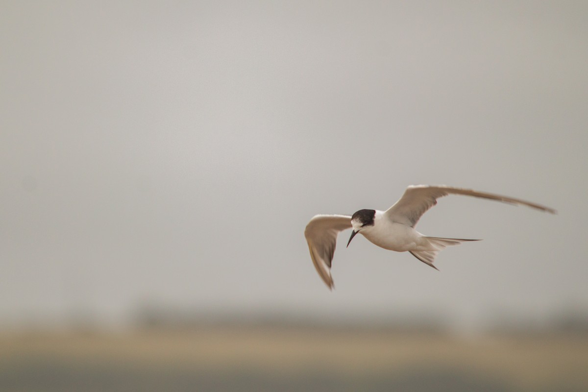 Common Tern - Retief Williams
