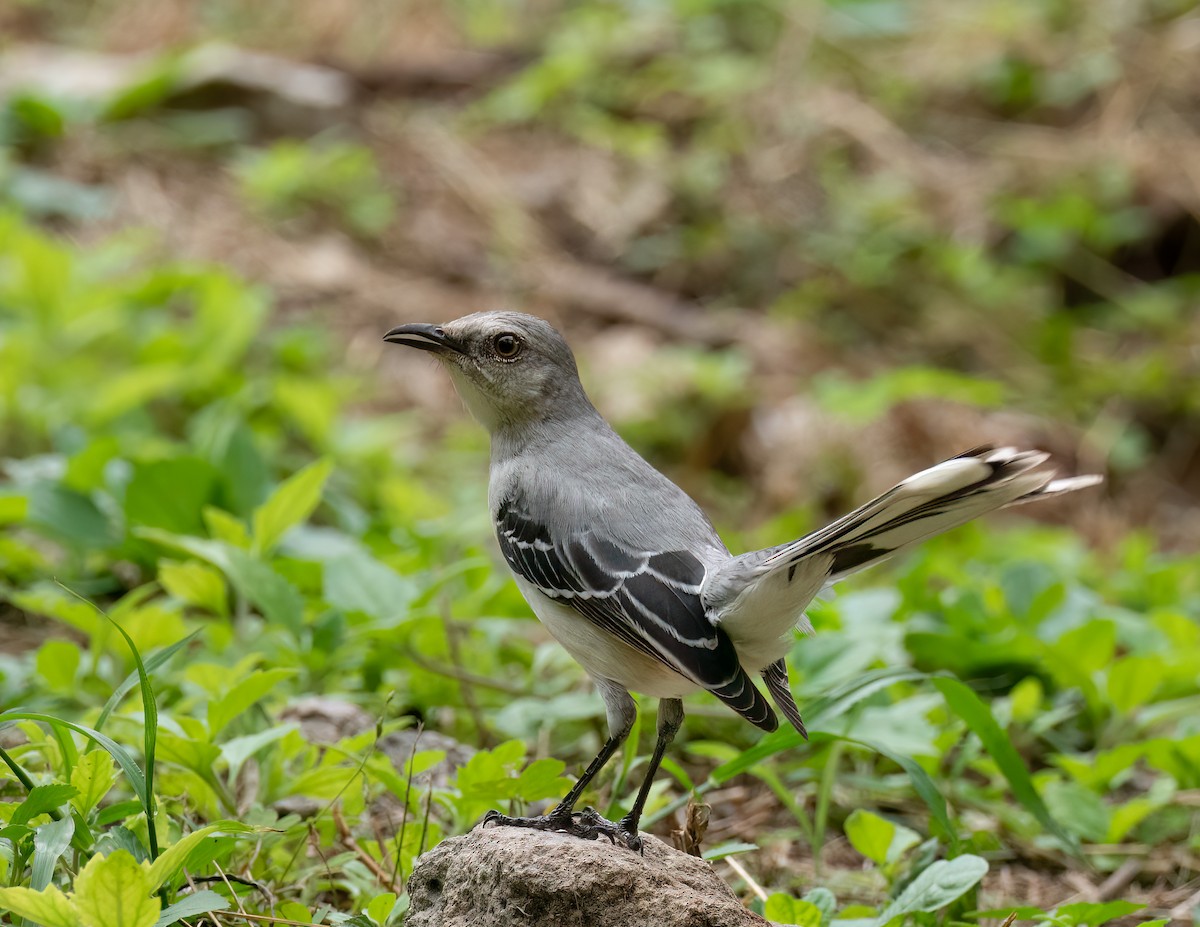 Tropical Mockingbird - Jan Allen