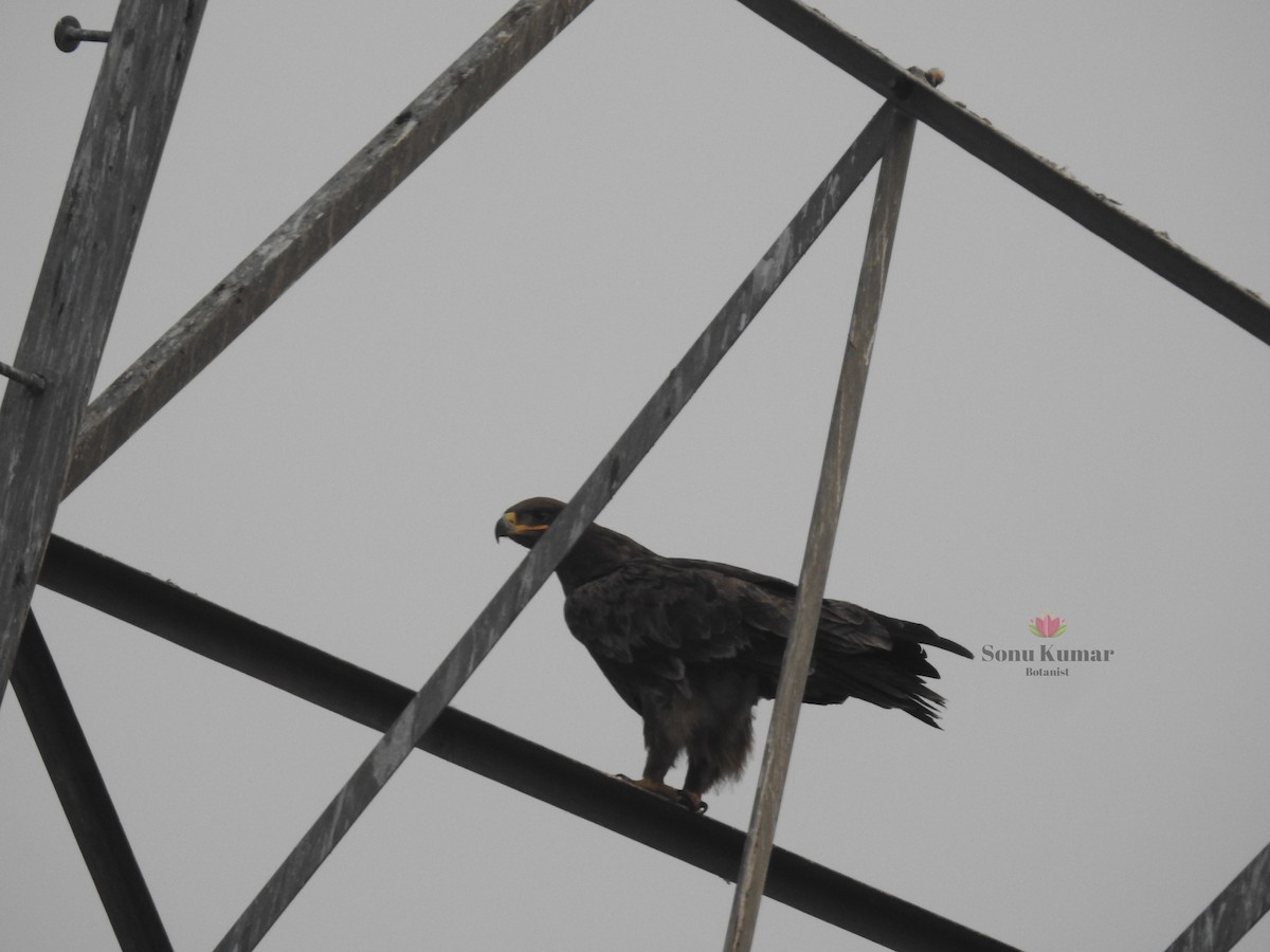 Steppe Eagle - SONU KUMAR