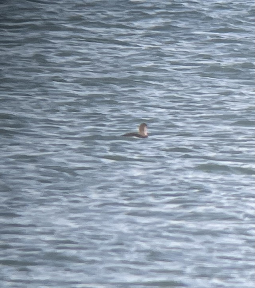 Red-throated Loon - David Johnson