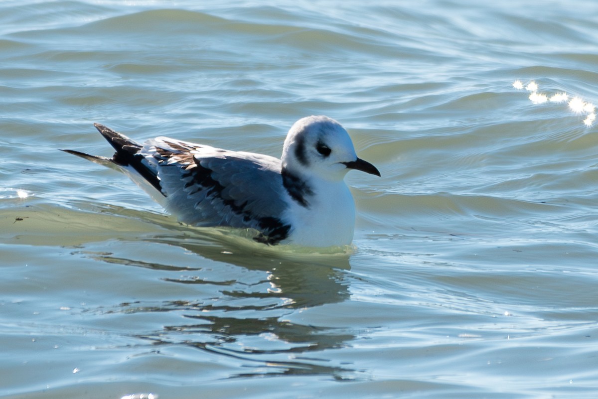 Mouette tridactyle - ML612880382