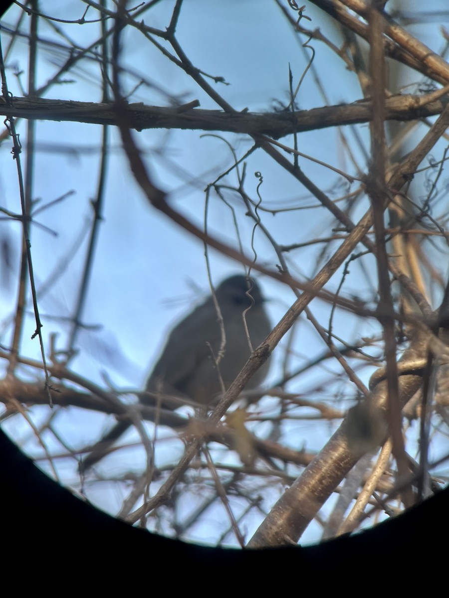 Pájaro Gato Gris - ML612880441