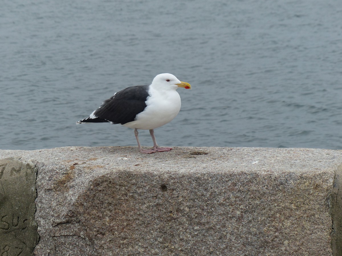 Great Black-backed Gull - Robert Mayer