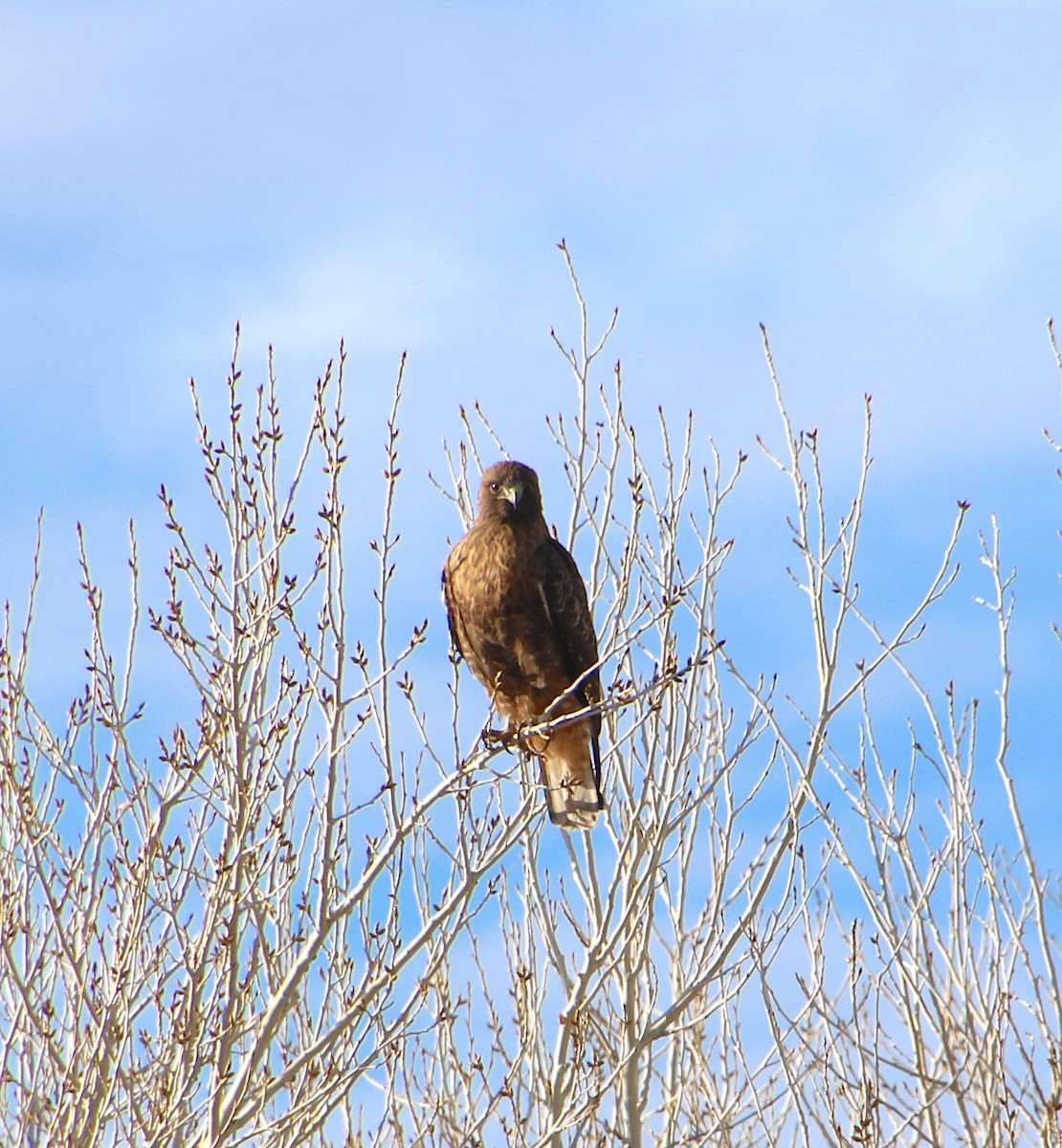 Red-tailed Hawk - ML612880462