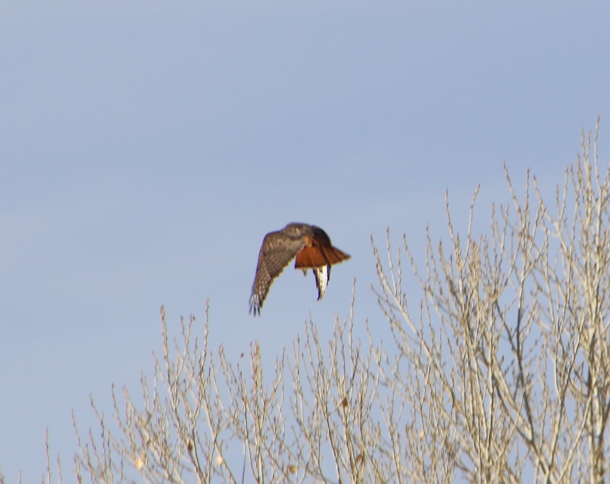 Red-tailed Hawk - ML612880464