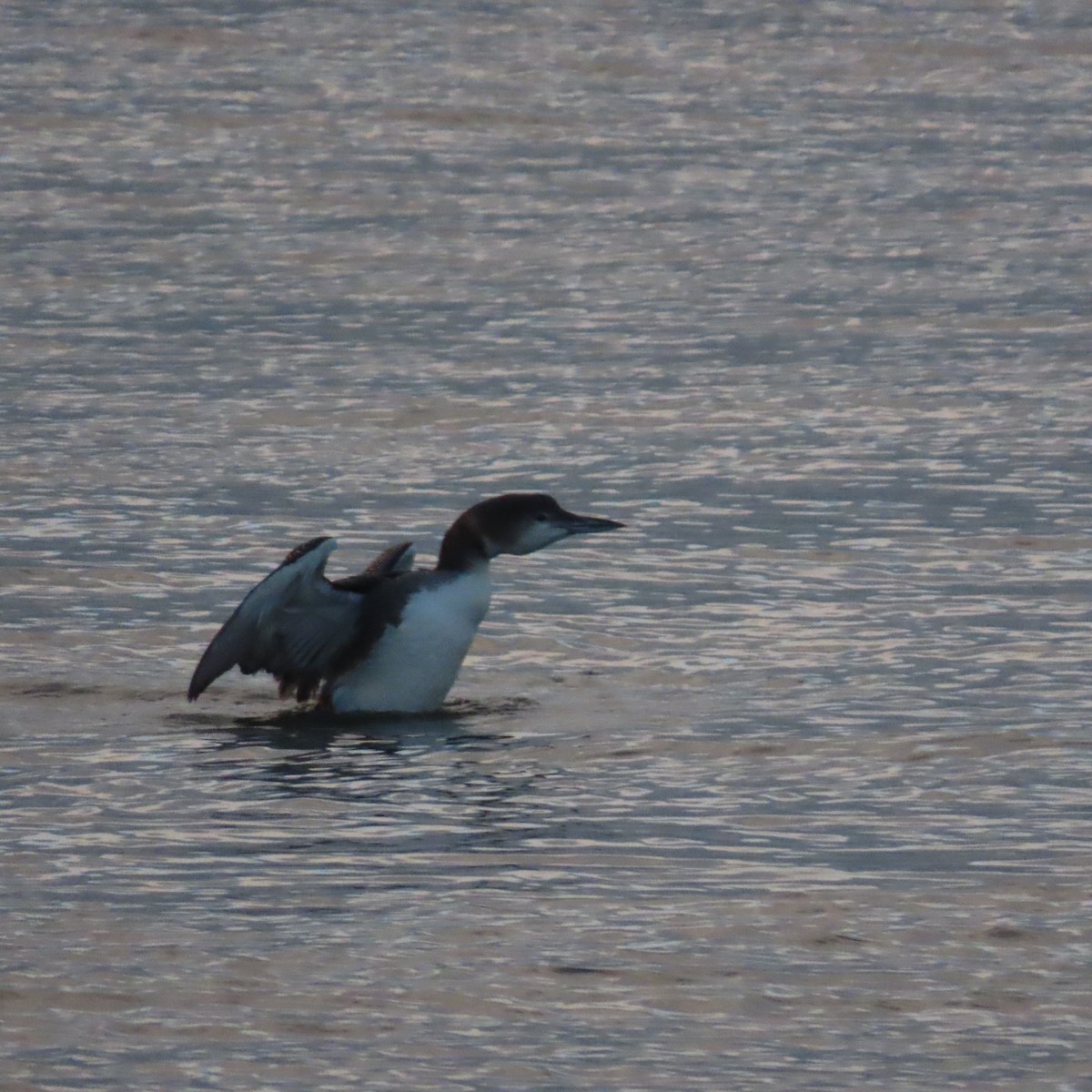 Common Loon - ML612880503