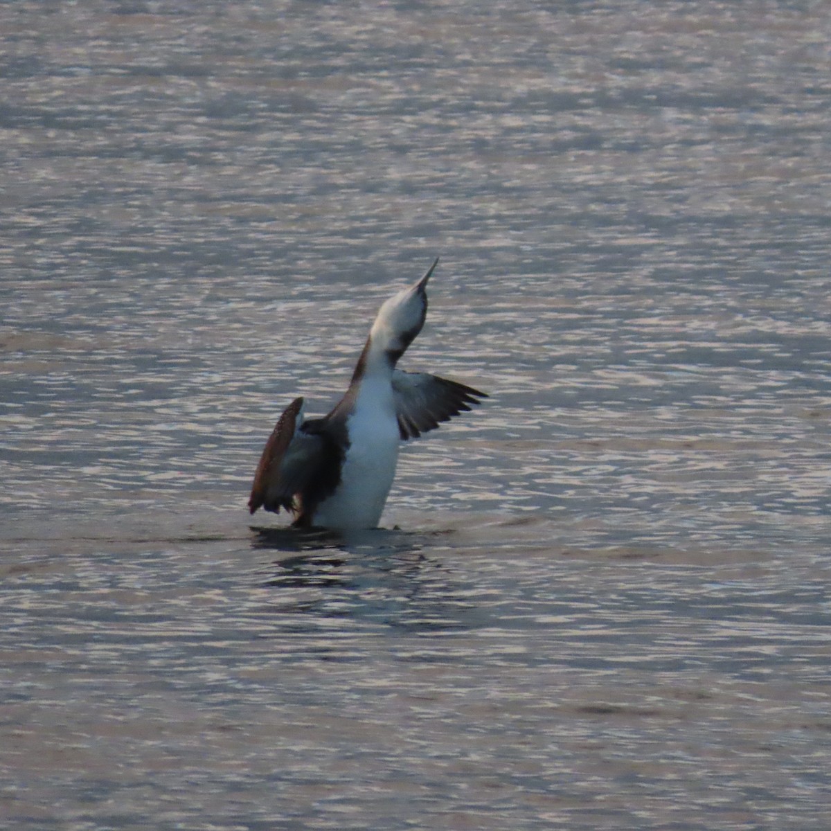 Common Loon - ML612880508