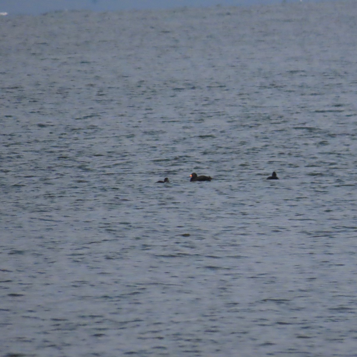 Black Scoter - Richard Fleming