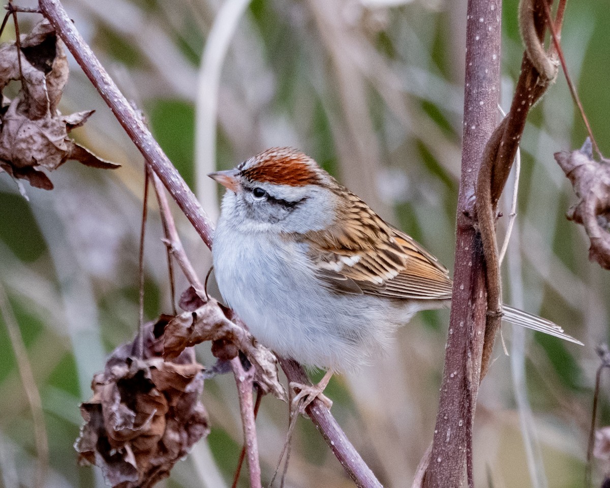 Chipping Sparrow - ML612880529