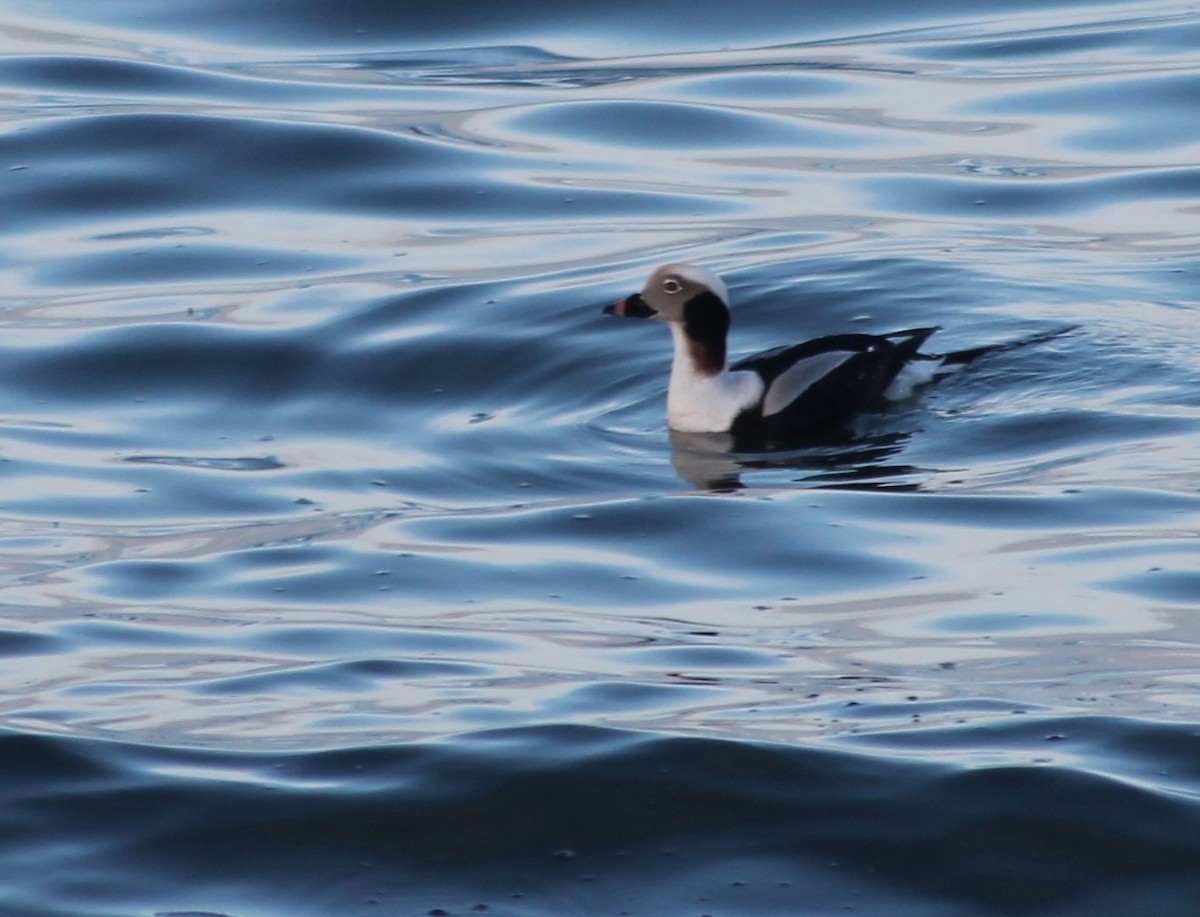 Long-tailed Duck - ML612880530