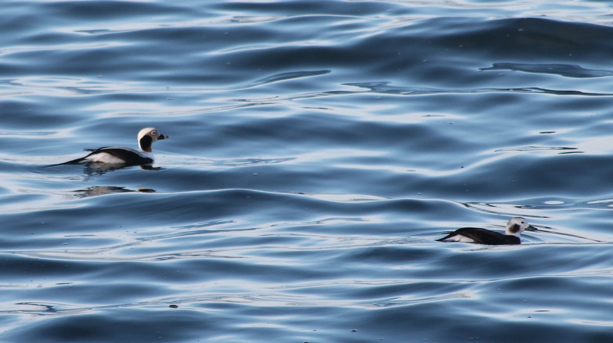 Long-tailed Duck - ML612880531