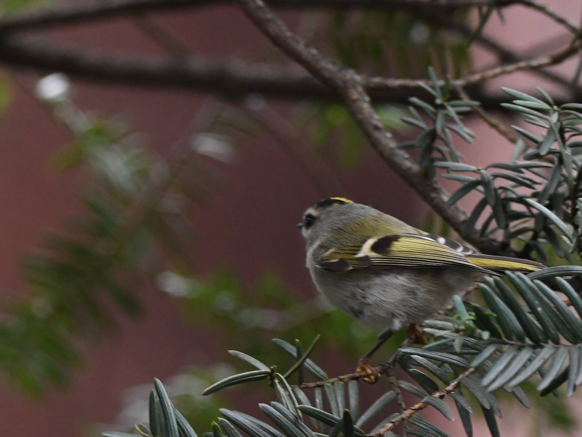 Golden-crowned Kinglet - ML612880554