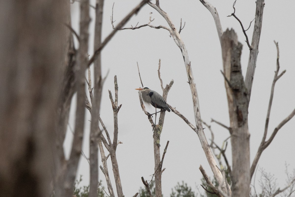 Great Blue Heron - ML612880643