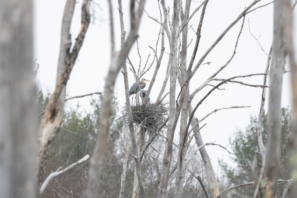 Great Blue Heron - ML612880644