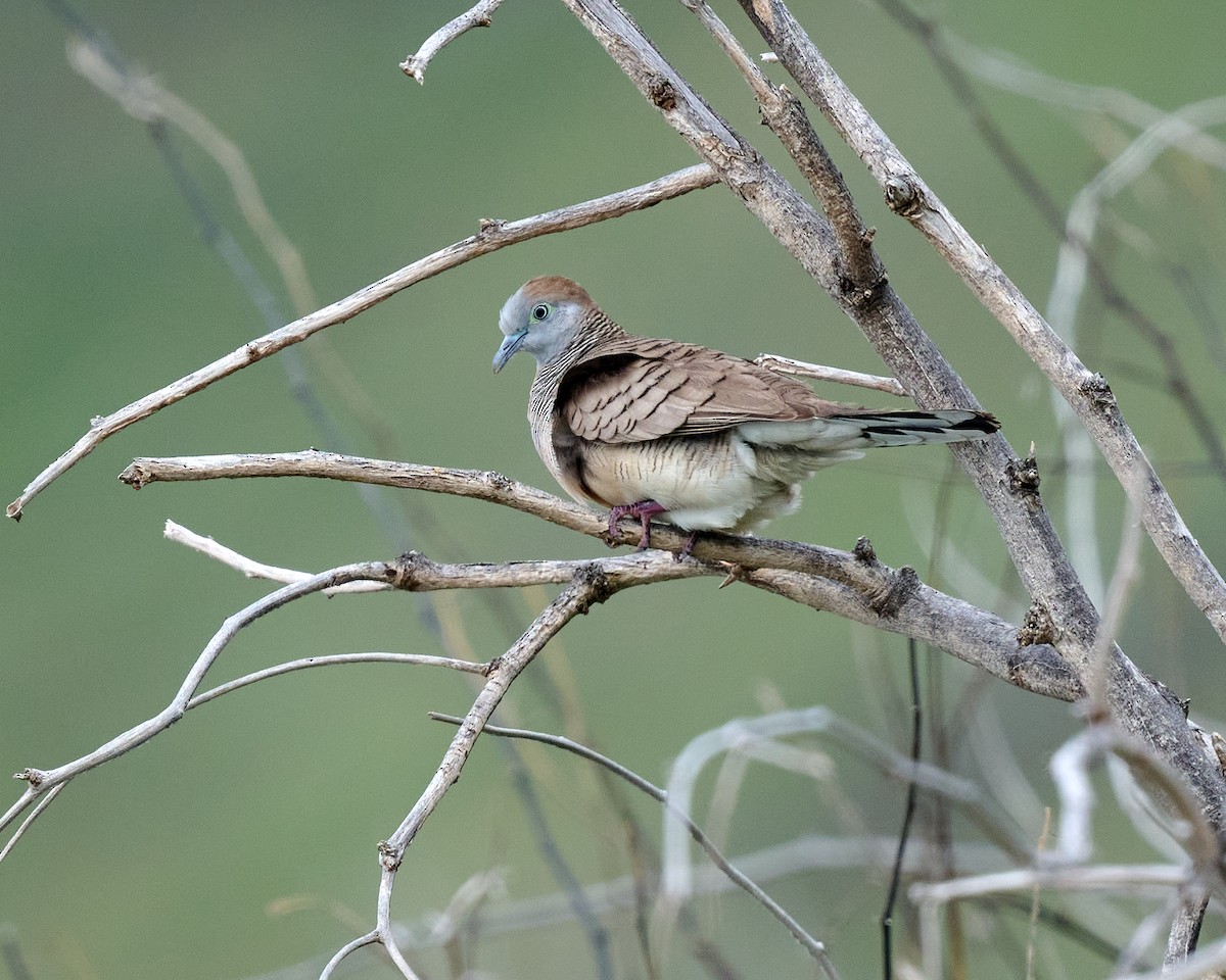 Zebra Dove - ML612880690