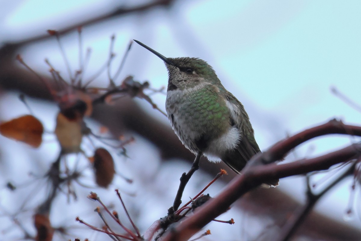 Anna's Hummingbird - ML612880694
