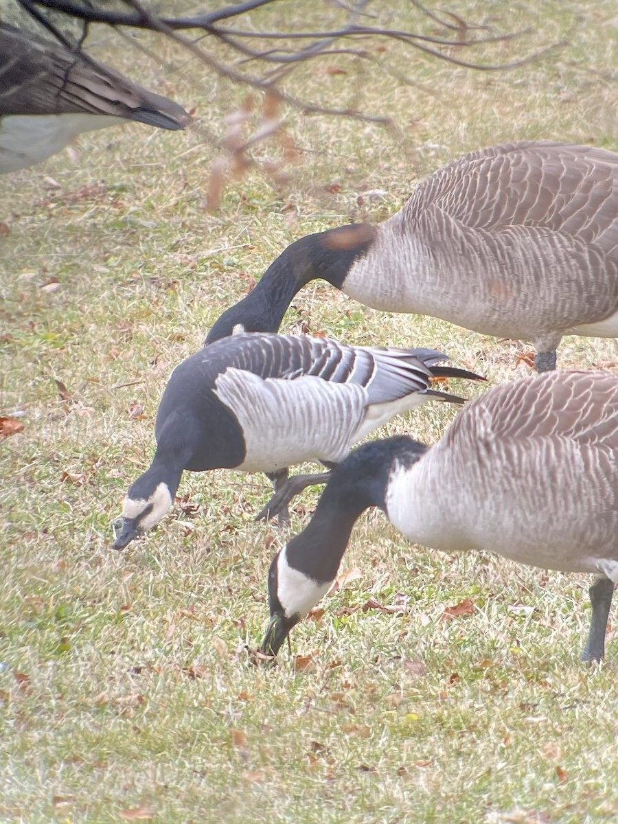 Barnacle Goose - ML612880706