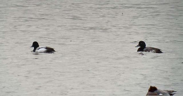 Greater Scaup - Sean Davies