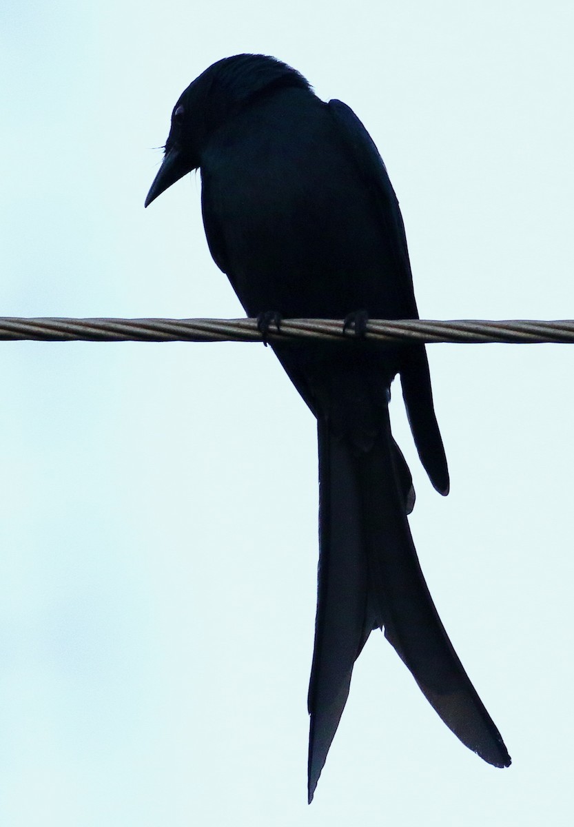 Drongo cendré - ML612880796