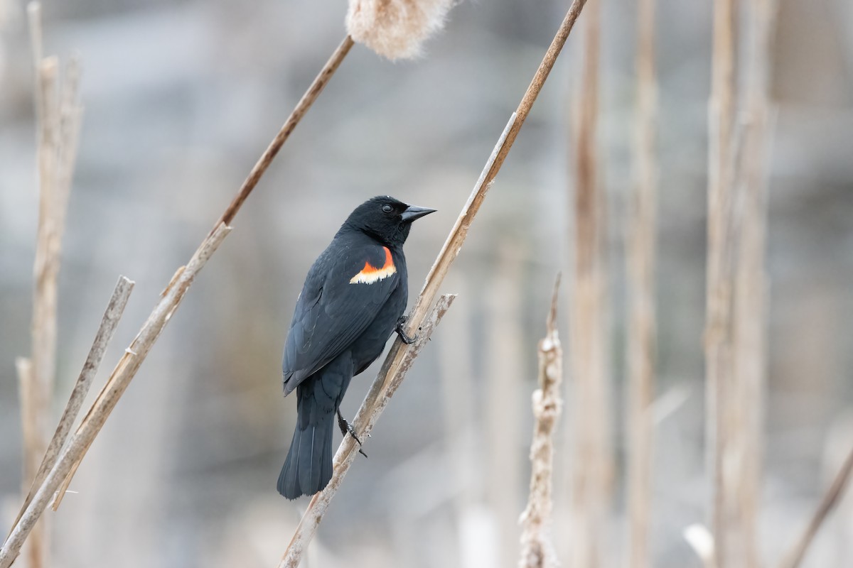 Red-winged Blackbird - ML612880807