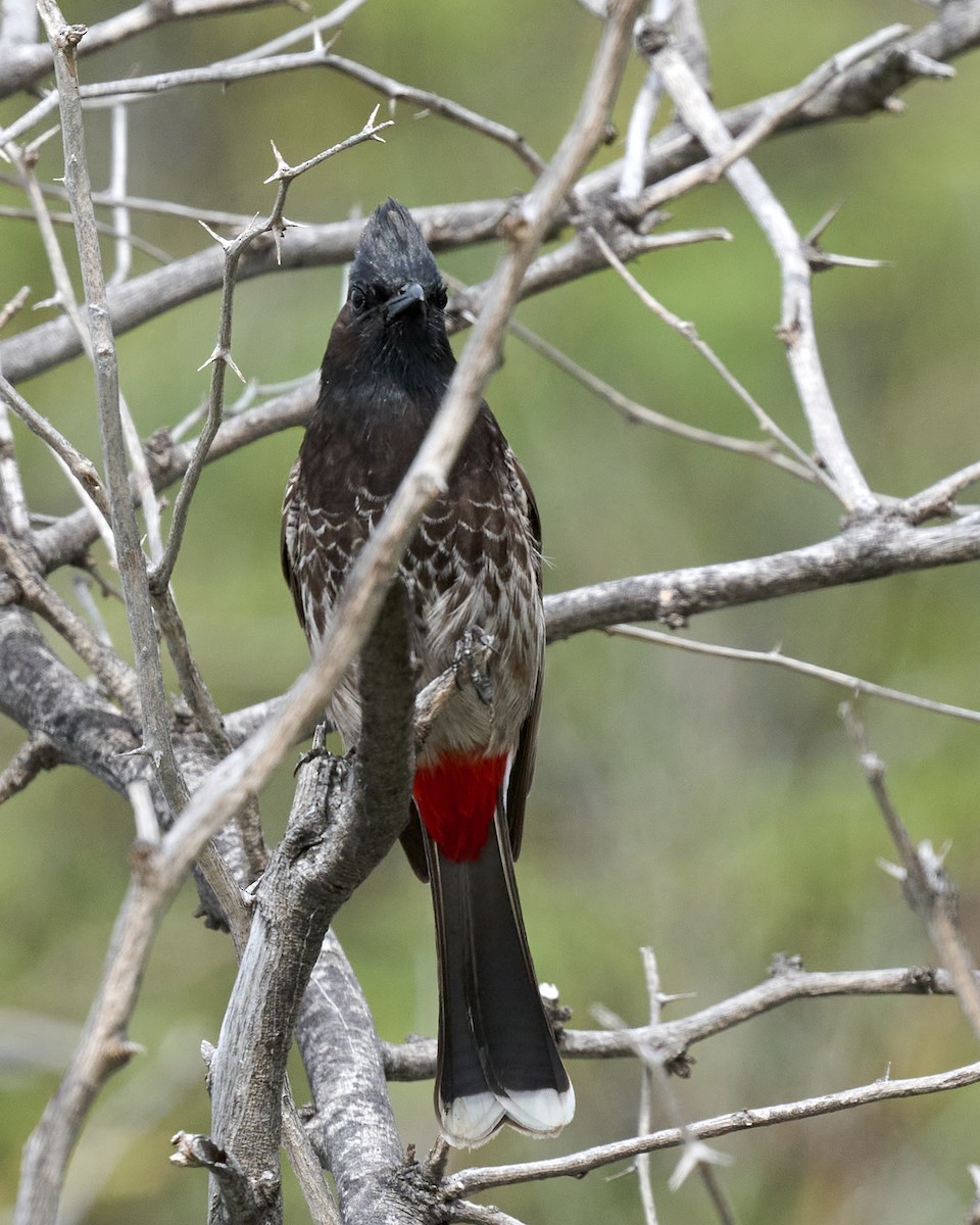 Bulbul à ventre rouge - ML612880812