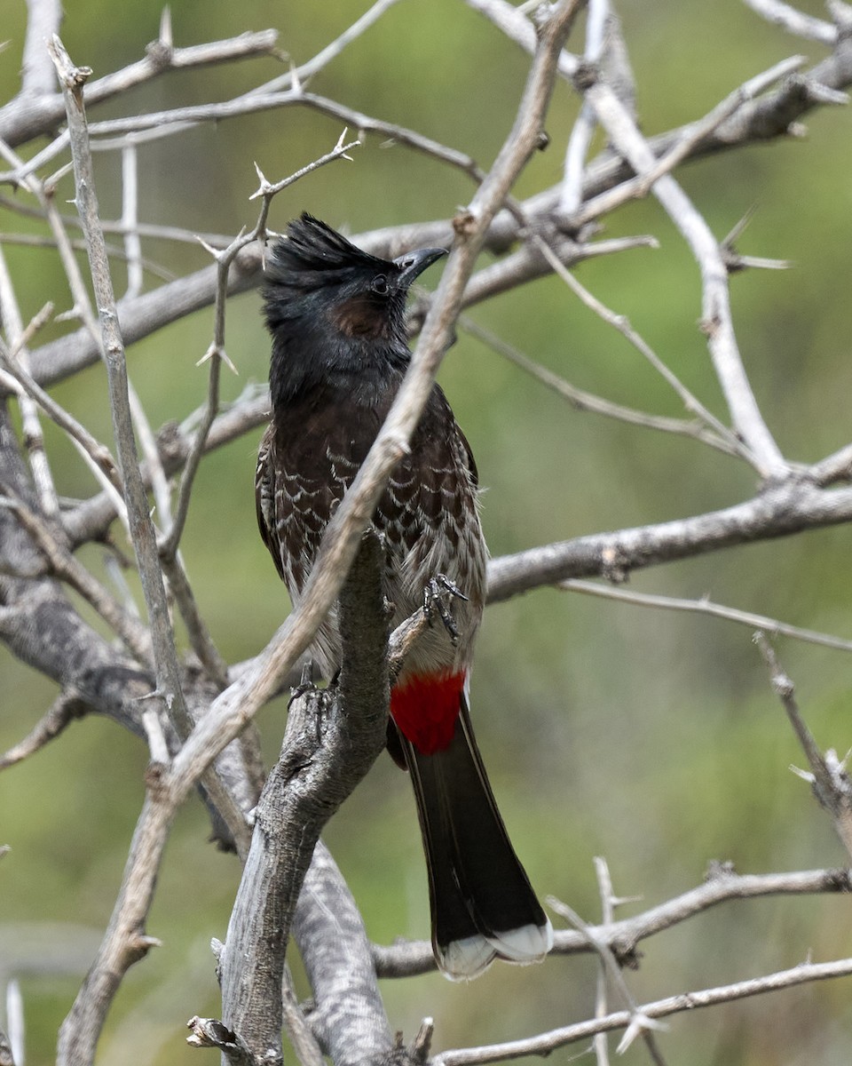 Bulbul à ventre rouge - ML612880813