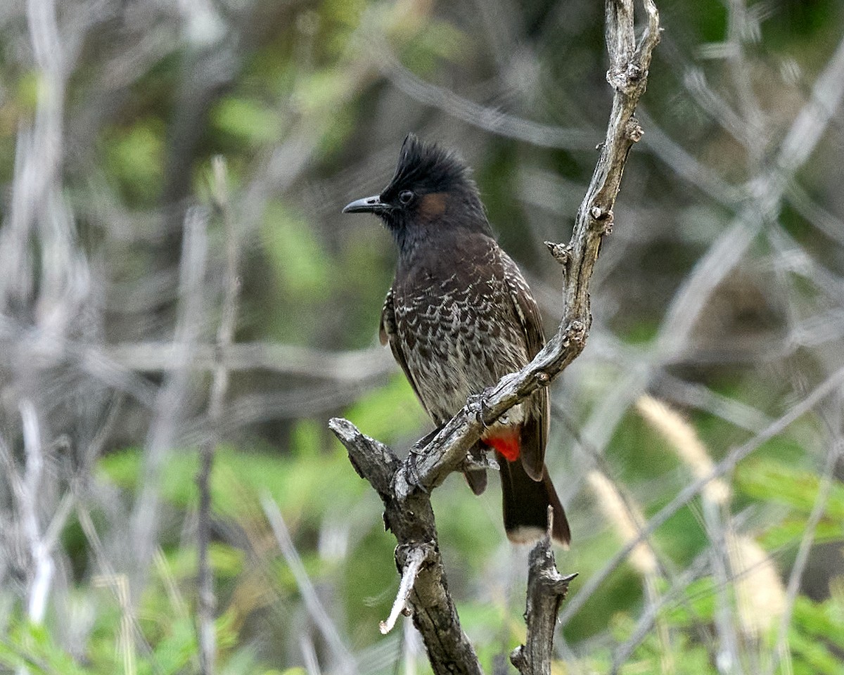 Bulbul à ventre rouge - ML612880817