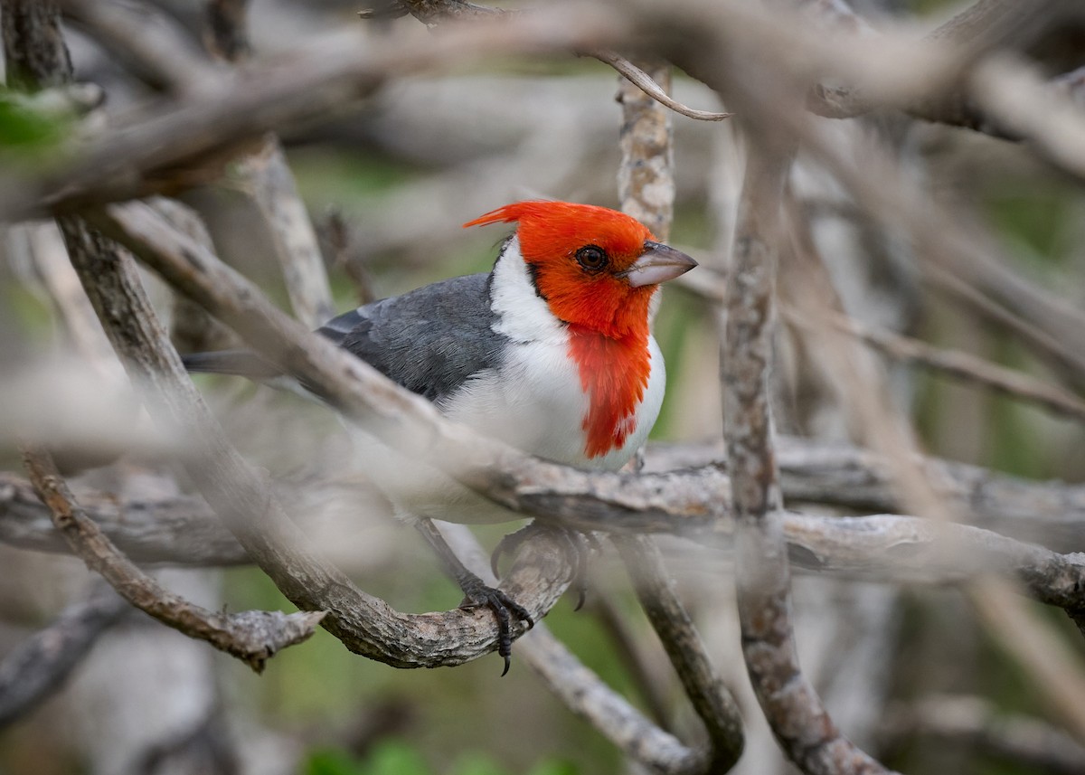 Red-crested Cardinal - ML612880827