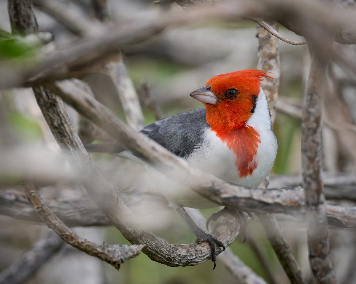 Red-crested Cardinal - ML612880828
