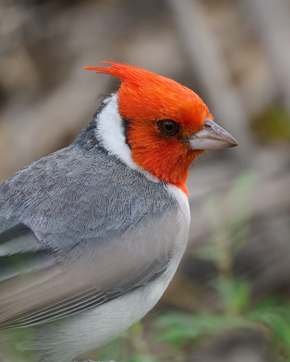 Red-crested Cardinal - ML612880829