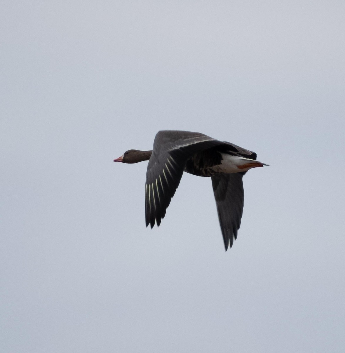 Greater White-fronted Goose - ML612880844