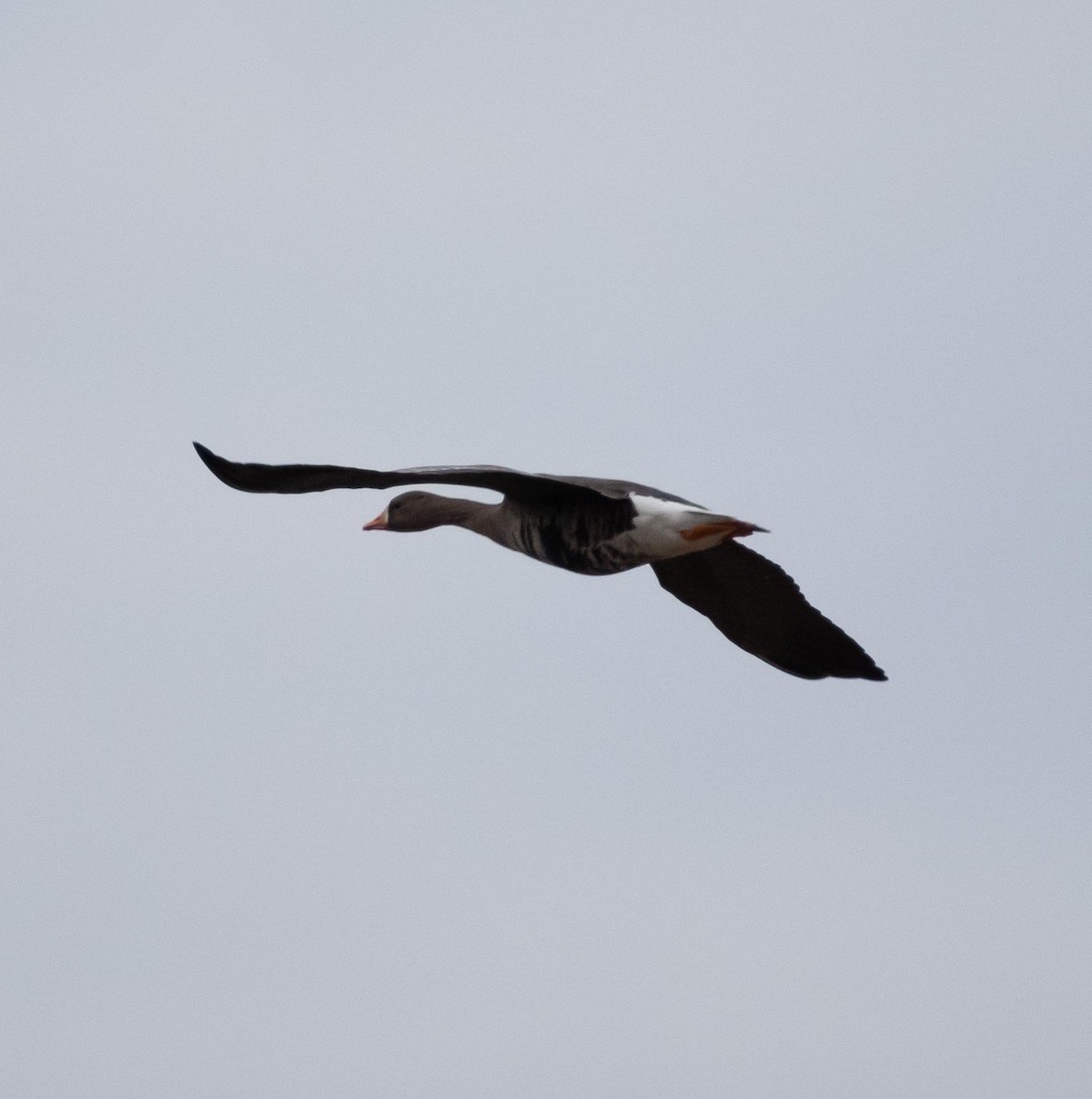 Greater White-fronted Goose - ML612880848