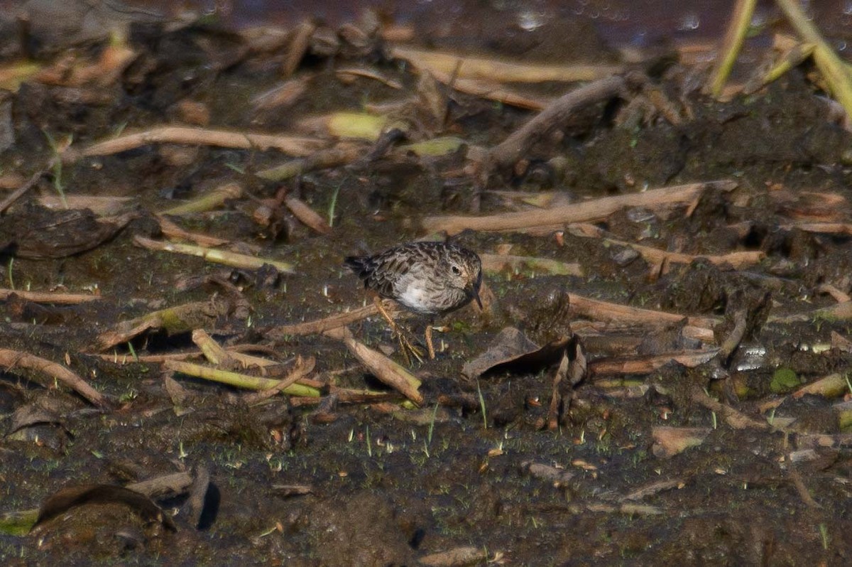 Long-toed Stint - ML612881000