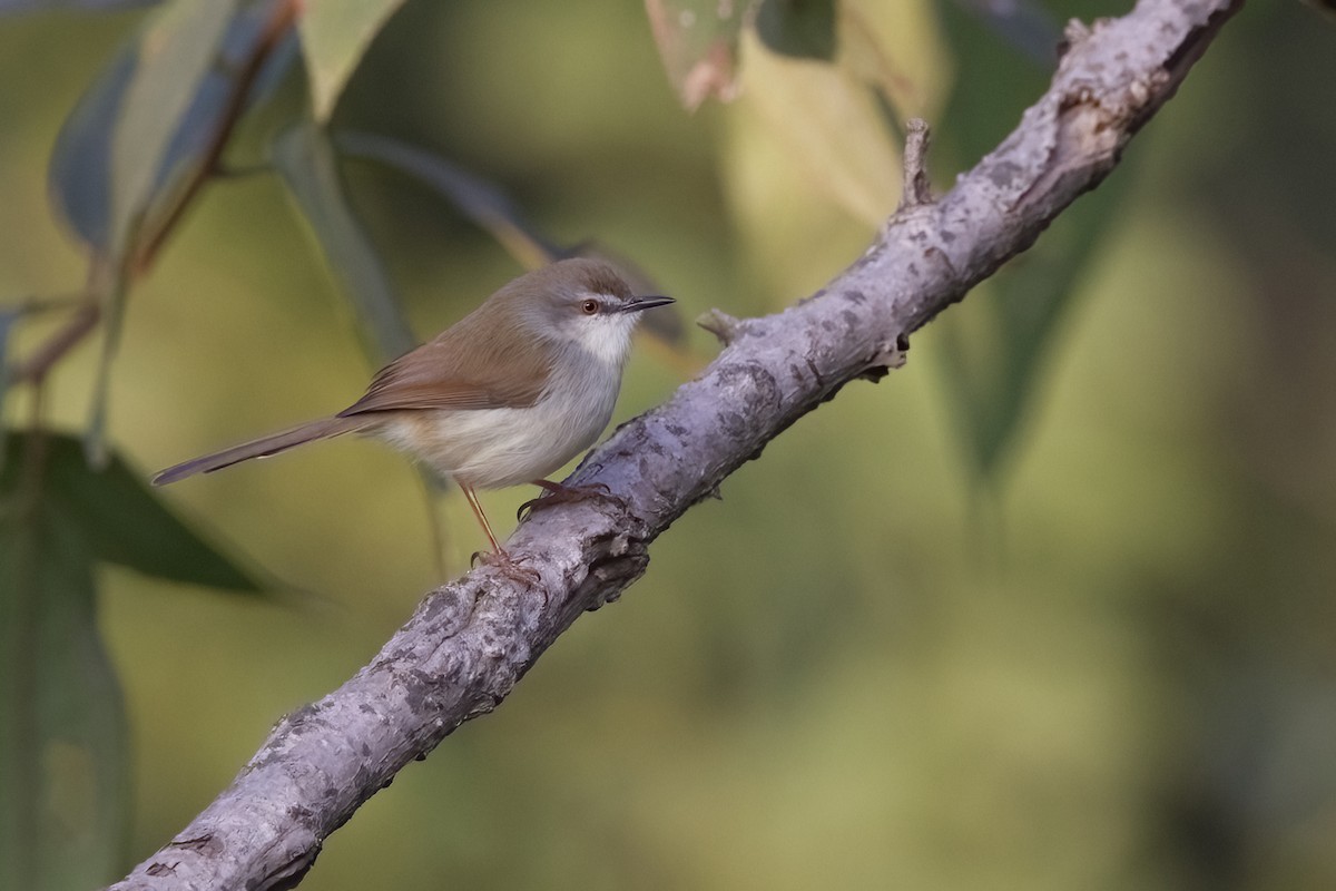 Gray-breasted Prinia - ML612881041