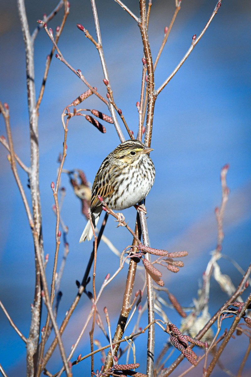 Savannah Sparrow - ML612881133