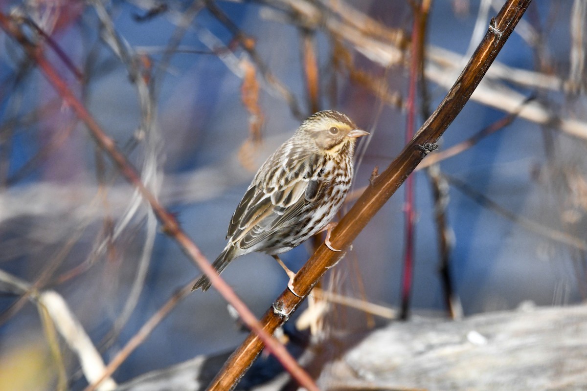 Savannah Sparrow - ML612881135