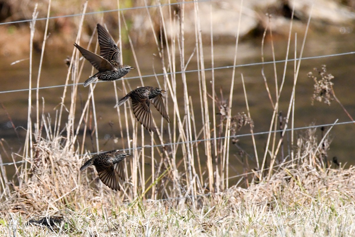 European Starling - ML612881168