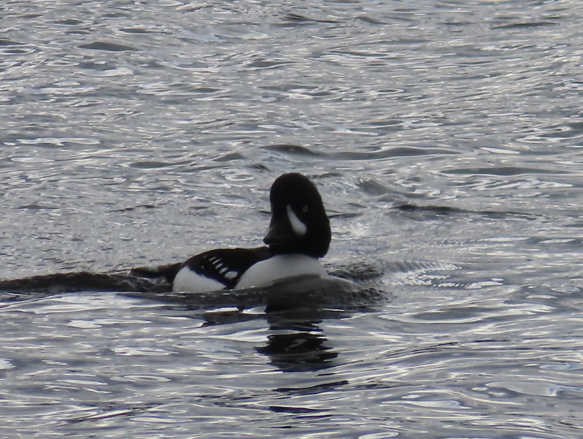 Barrow's Goldeneye - ML612881224