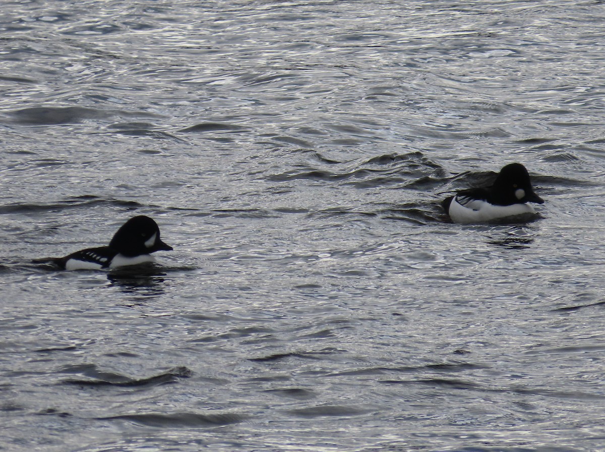 Barrow's Goldeneye - ML612881225