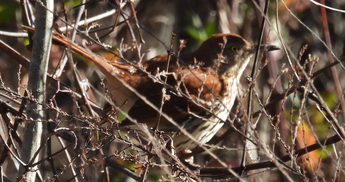 Brown Thrasher - ML612881261