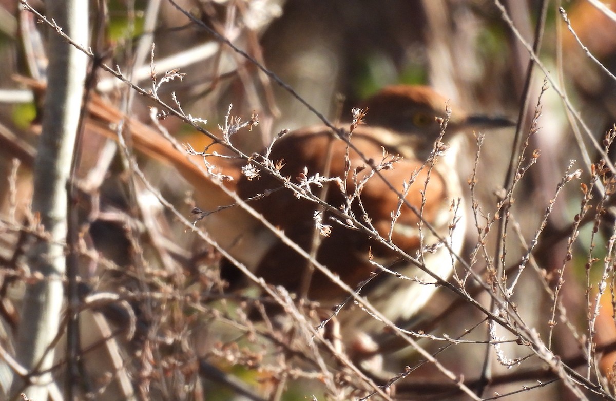 Brown Thrasher - ML612881262