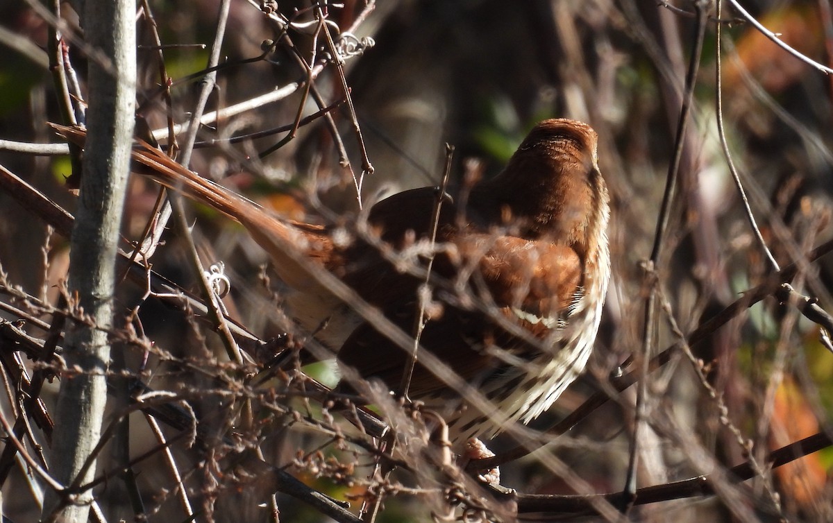 Brown Thrasher - Jeffrey Blalock