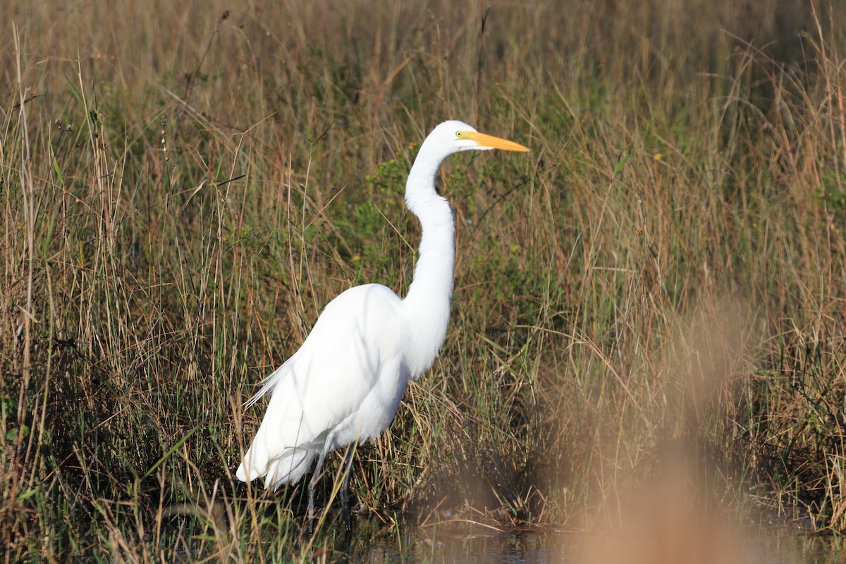 Great Egret - ML612881284